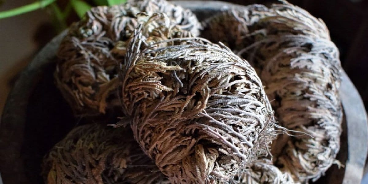 jericho-gulu.jpg jericho-gulu.jpg