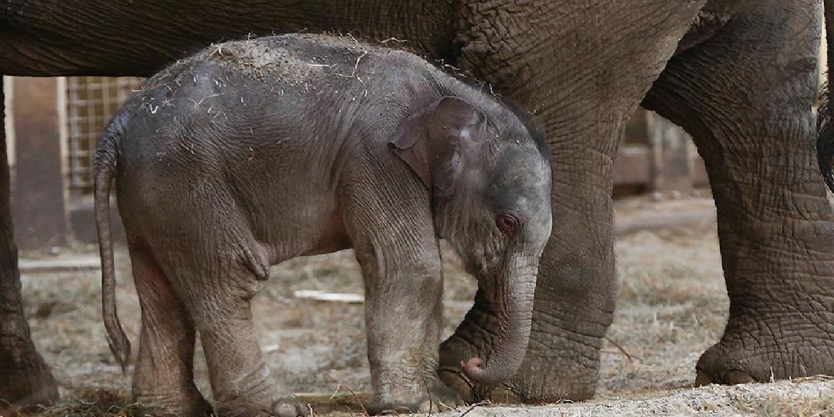 yavru-fil-zhuangzhuang-agladi-1.jpg