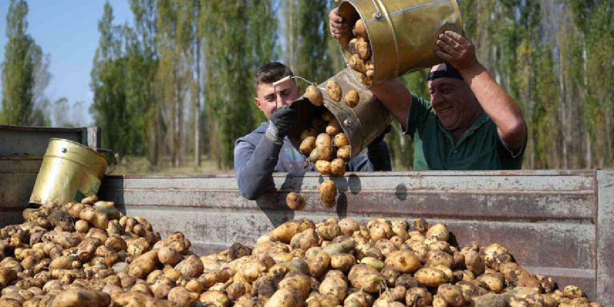 bayburtta-patates-hasadi-1.jpg