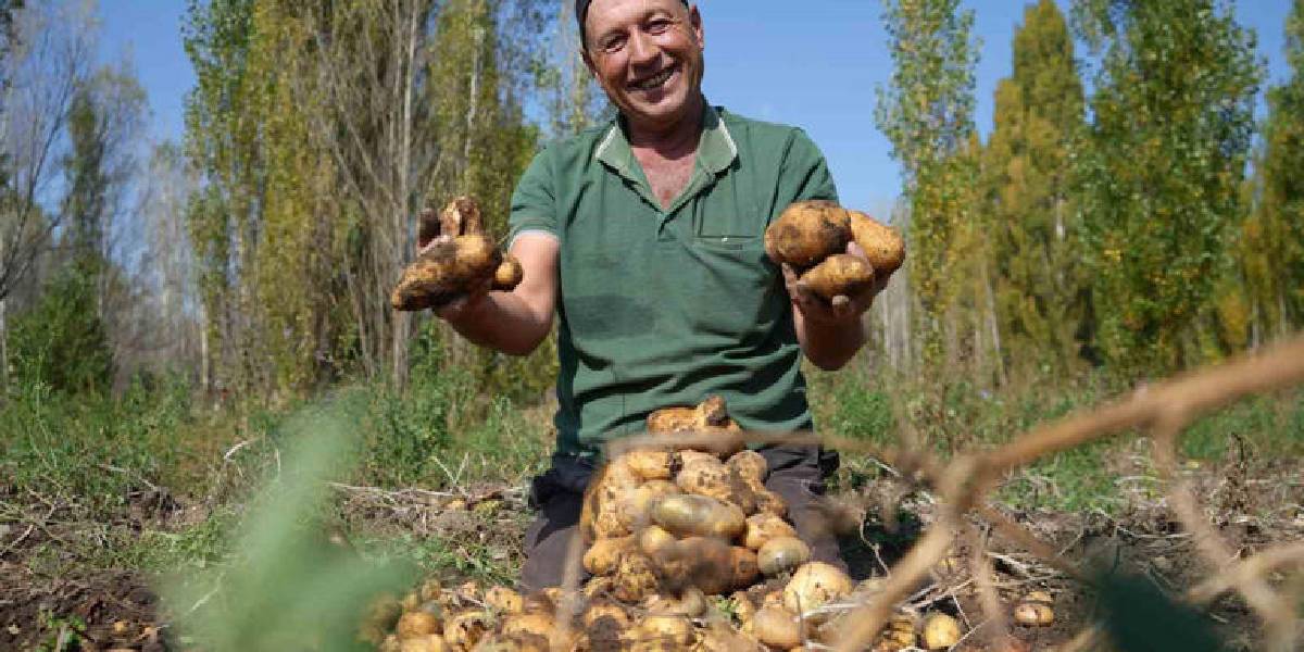 bayburtta-patates-hasadi-2.jpg