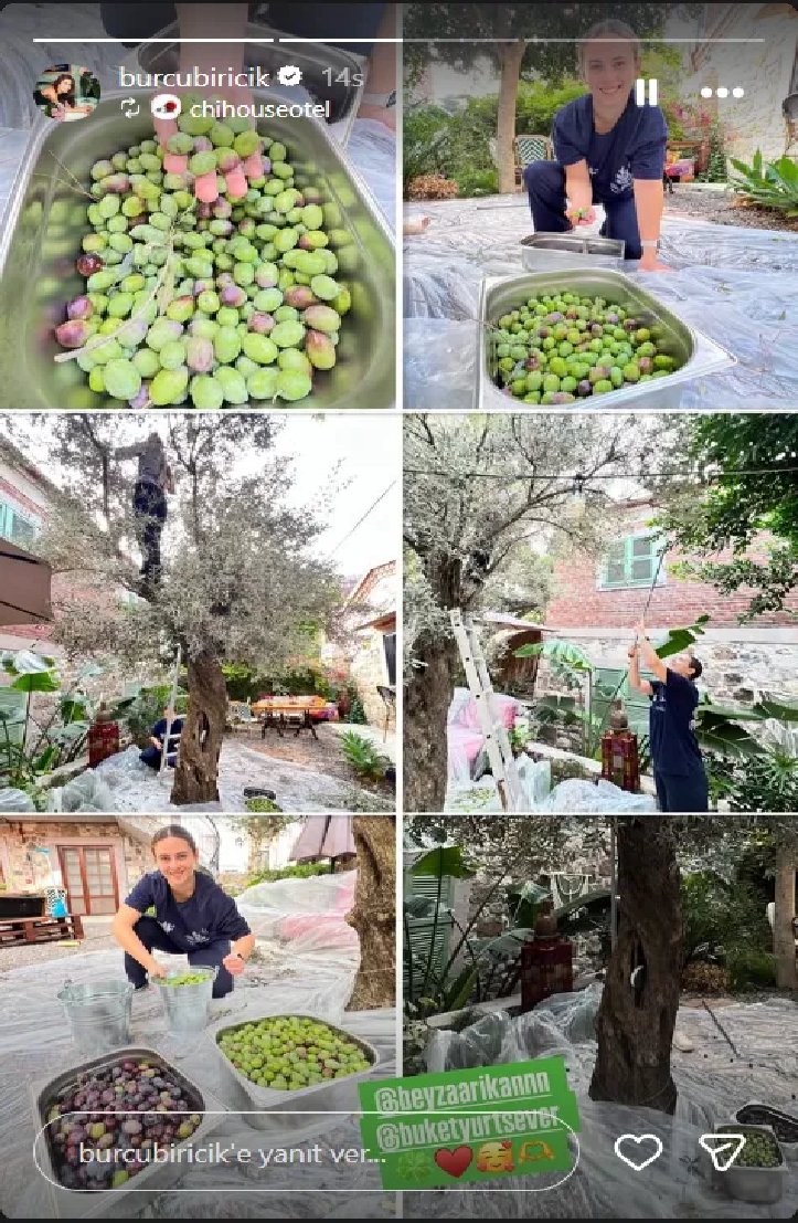 burcu-biricik-zeytin-topladi.jpg
