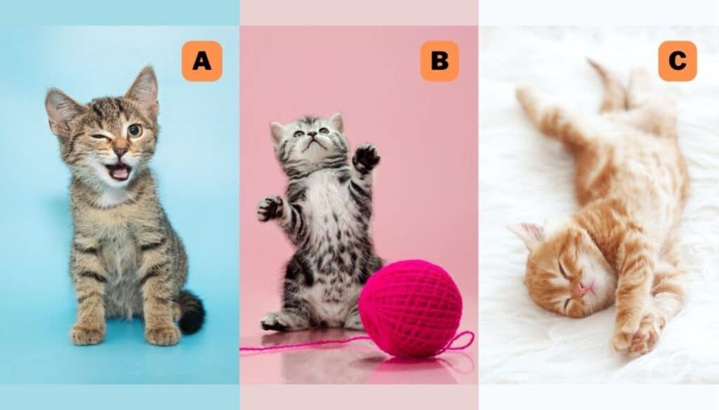 personality-test-which-cat-do-you-choose-find-out-if-1024x585.jpeg