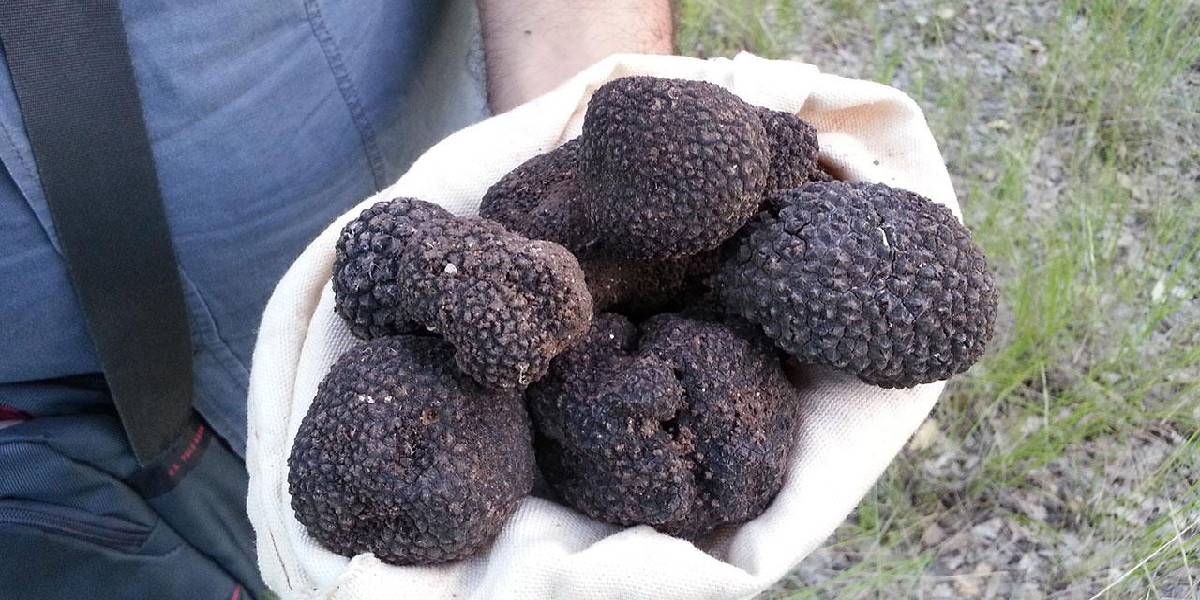 truf-mantari-bayburt.jpg