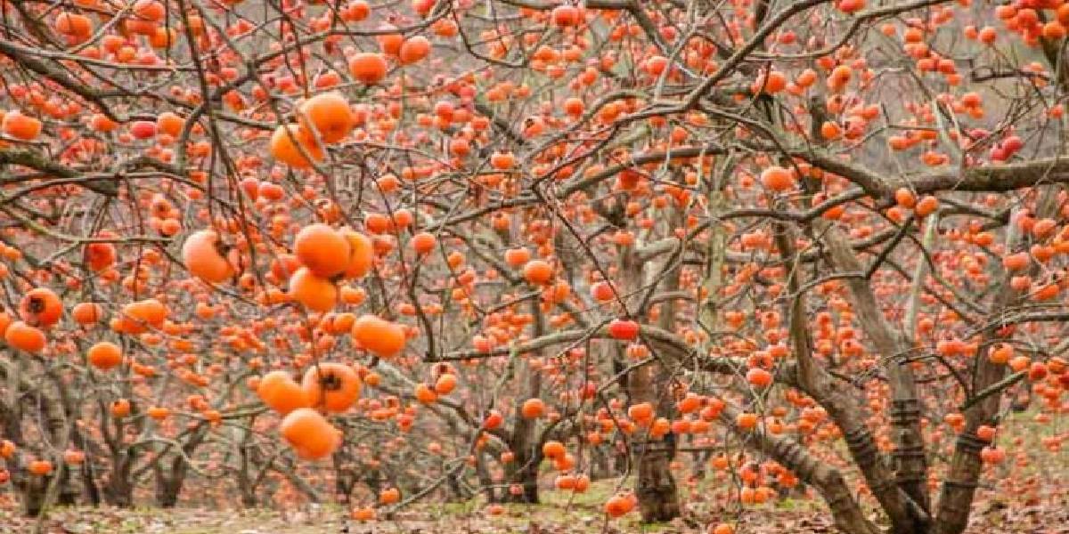 persimmon-agaci.jpg