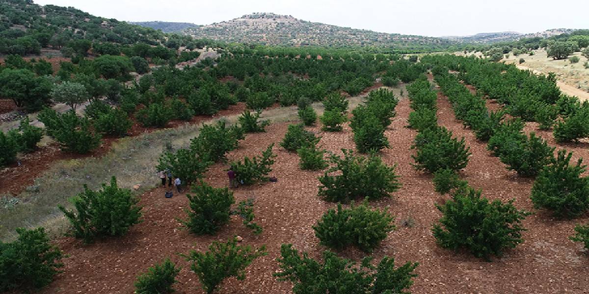 mardin-kiraz-bahcesi.jpg
