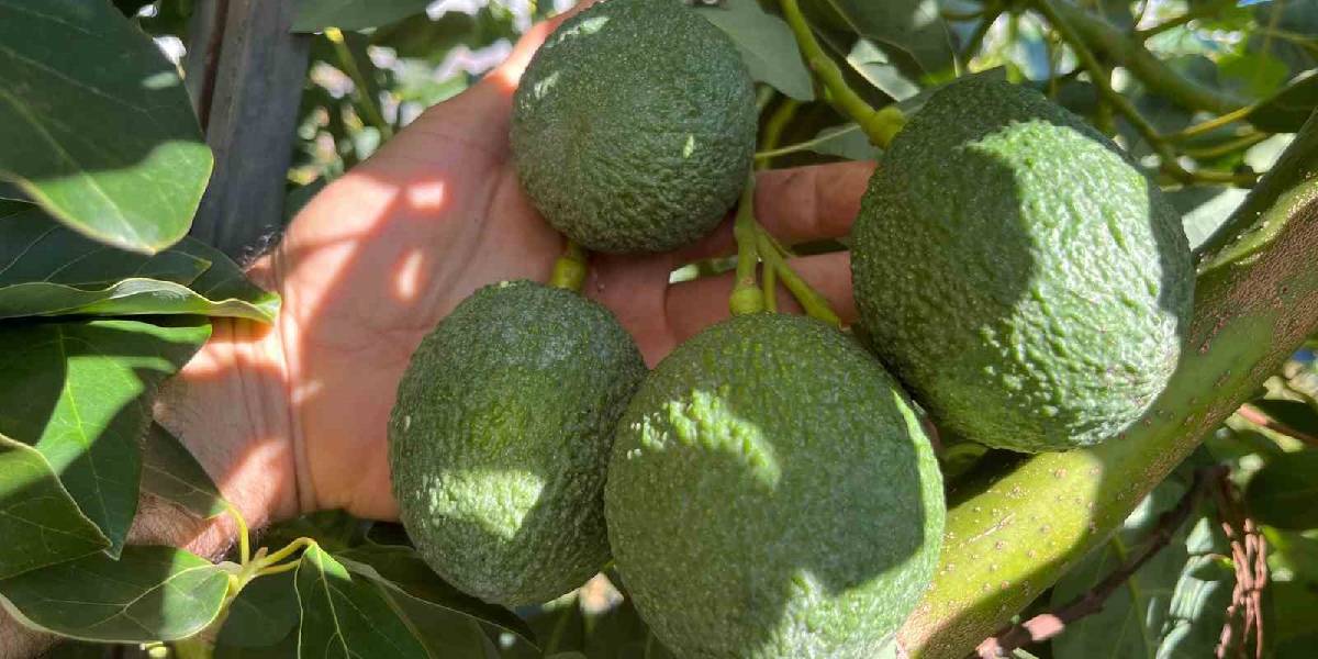 alanyada-tropikal-meyve-uretimi-1.jpg