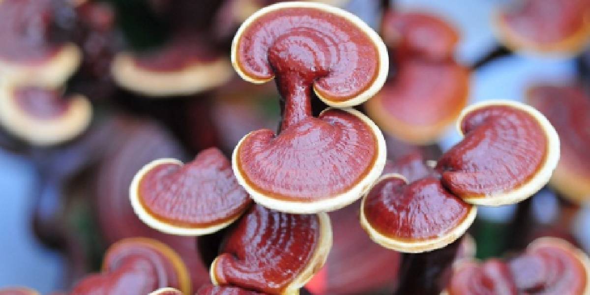 ganoderma-mantari.jpg
