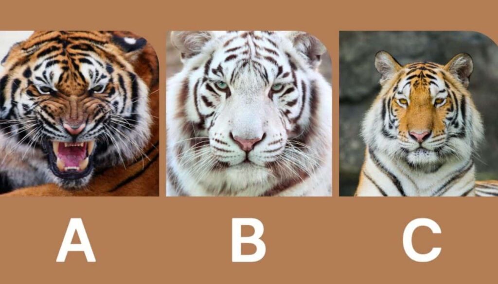 1732595297-are-you-a-rebellious-or-disciplined-tiger-choose-an-image-1024x585.jpg