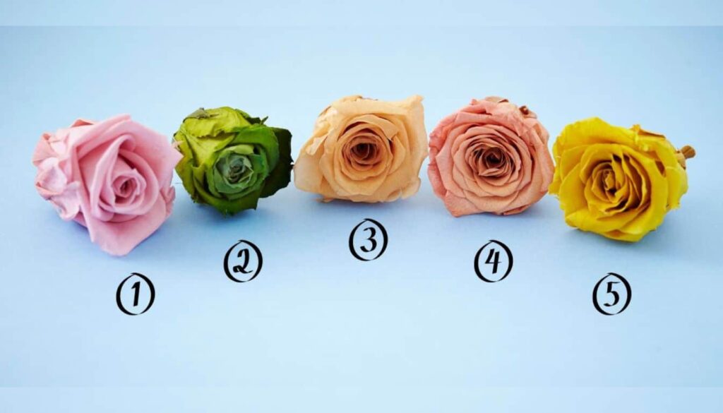 1732248397-personality-test-choose-a-rose-and-reveal-your-true-approach-1024x585.jpg