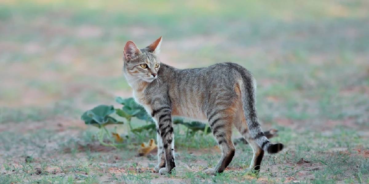 felis-silvestris-lybica.jpg