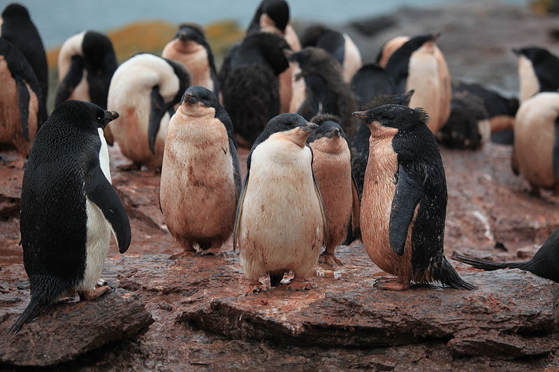 800px-pink-penguins-of-shingle-cove-5917674570.jpg
