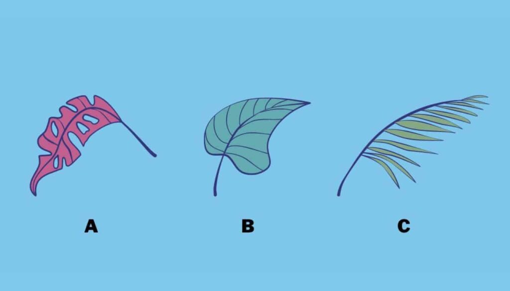 personality-test-pick-a-leaf-and-find-out-what-your-1024x585.jpeg