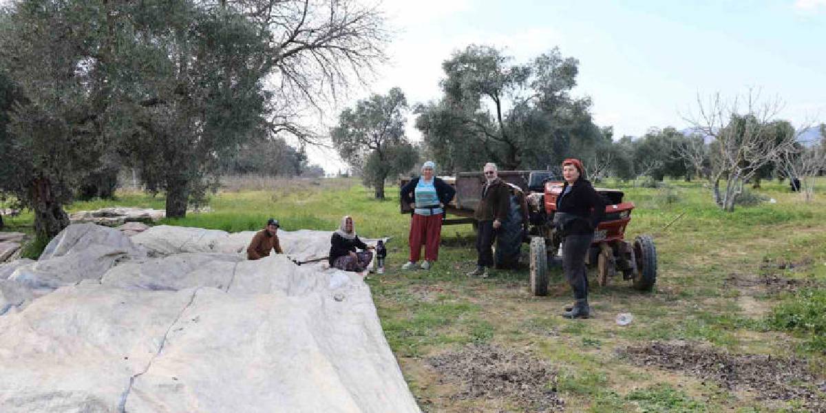 aydinda-zeytin-hasadi-1.jpg