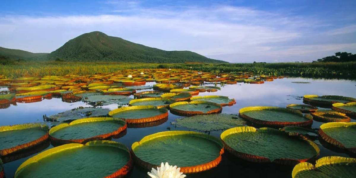victoria-amazonica-1.jpg