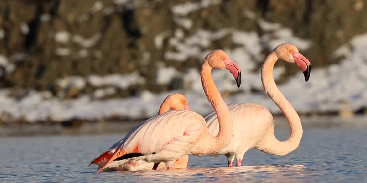 kastamonuda-flamingolar-4.jpg