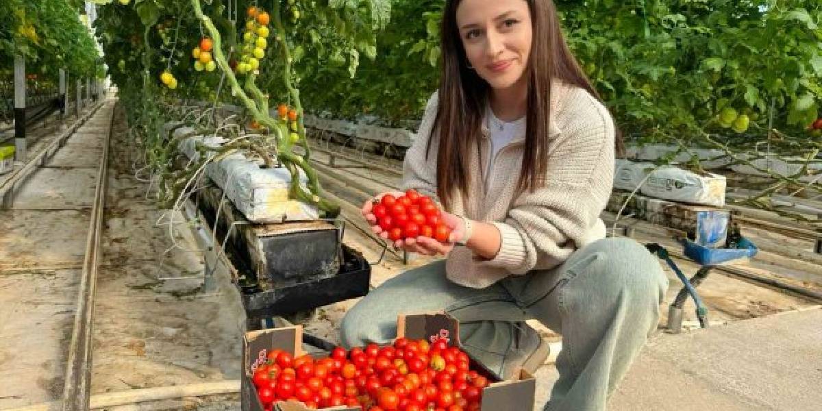 agrida-jeotermal-serada-domates-uretimi-2.jpg