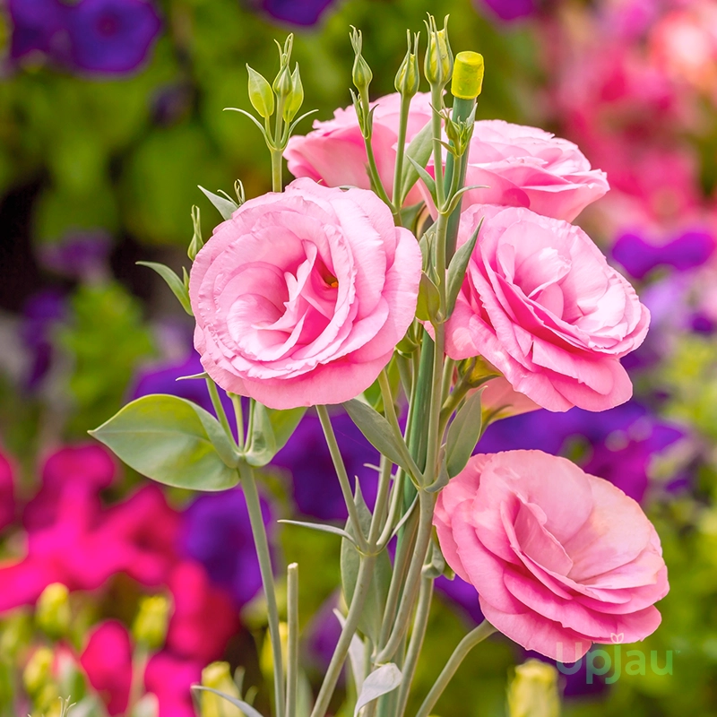 lisianthus-plant-pink.webp