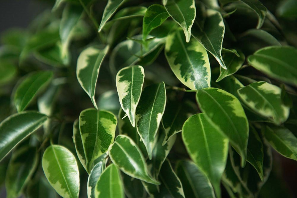 0ficus-benjamin.jpg