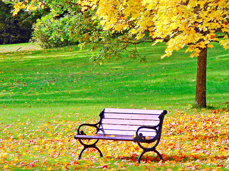 hd-wallpaper-sunny-autumn-fall-autumn-grass-woods-autumn-leaves-sunny-beautiful-leaves-splendor-green-autumn-splendor-beauty-forest-lovely-romantic-view-romance-bench-park-tree-autumn-colors.jpg