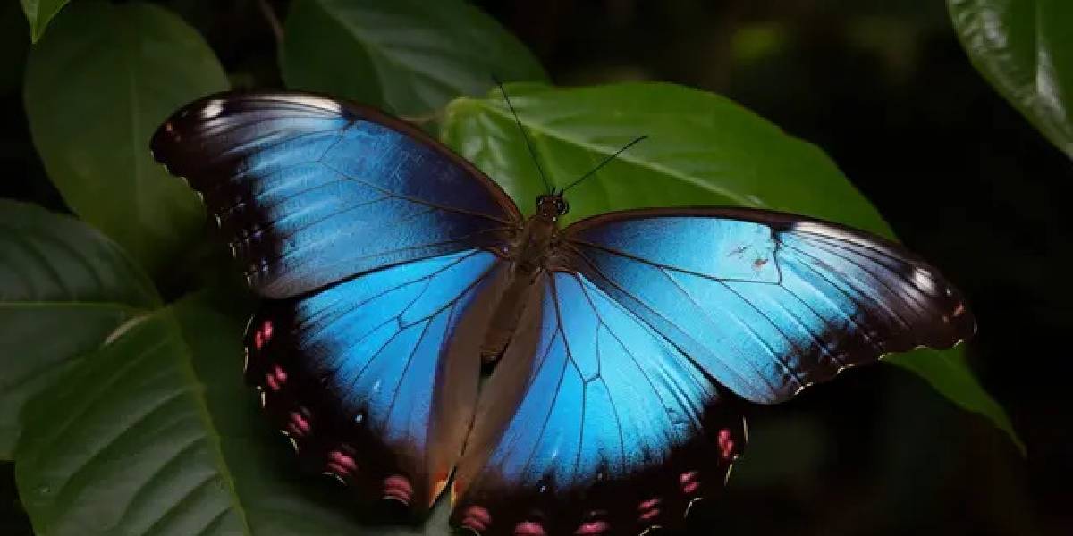 mavi-morfo-kelebekleri-1.jpg
