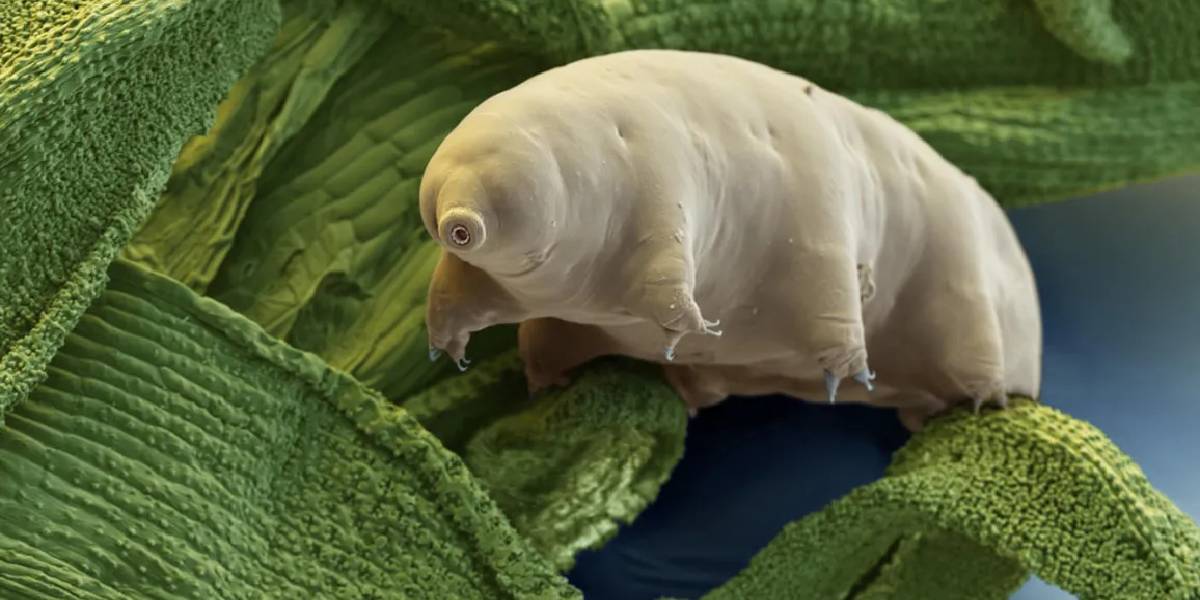 tardigrade.jpg