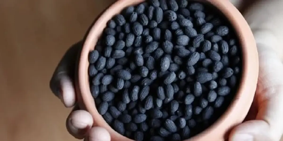 zeytin-cekirdegi.webp