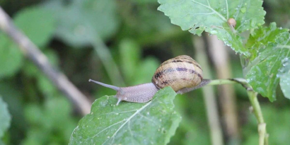 helix-aspersa-maxima.jpg