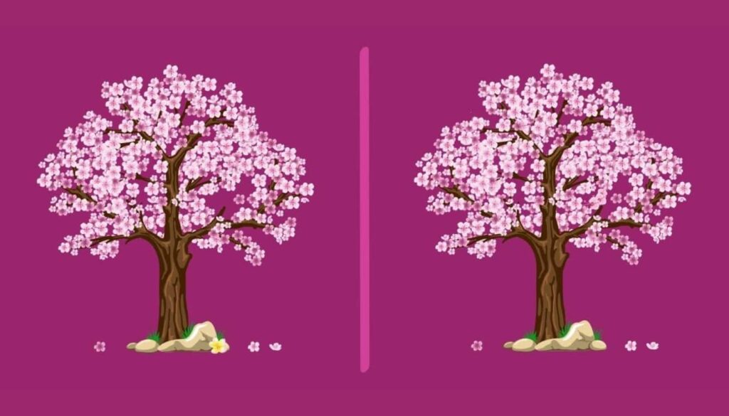 1732432341-can-you-find-the-3-differences-in-a-japanese-cherry-1024x585.jpg