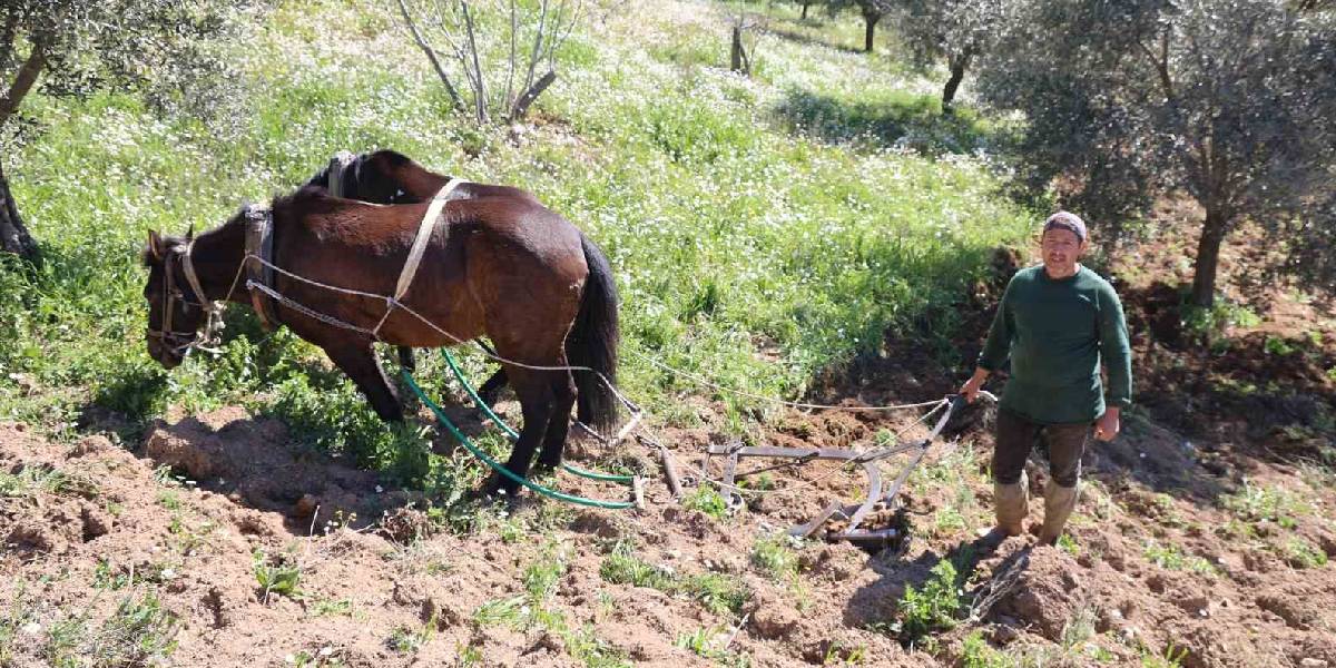 aydinda-zeytin-ureticisi-karasabanla-arazi-suruyor-1.jpg