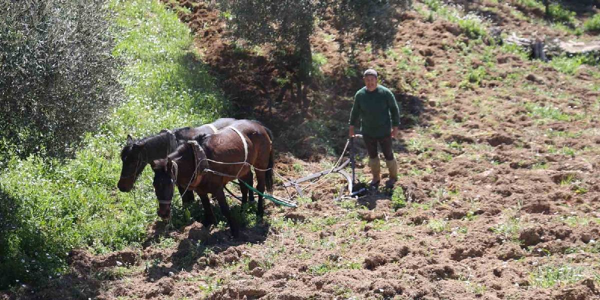 aydinda-zeytin-ureticisi-karasabanla-arazi-suruyor-2.jpg
