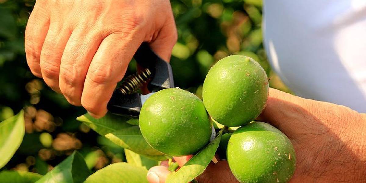 mersin-erdemli-limon-hasadi.jpg
