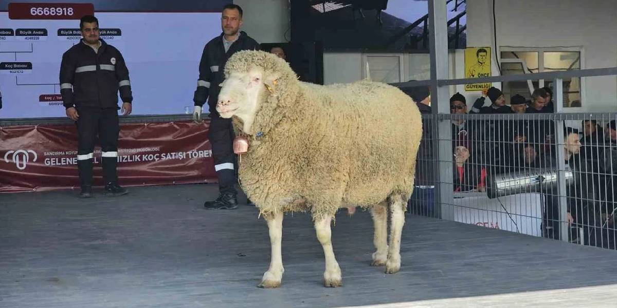 damizlik-koc-rekor-fiyata-satildi-1.jpg