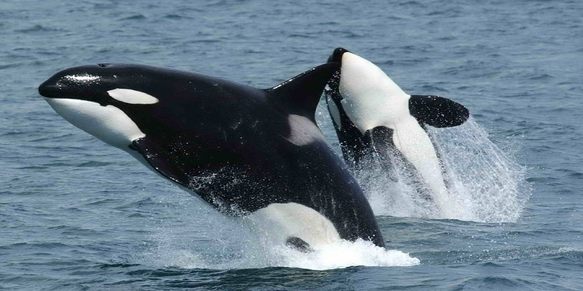 orcinus-orca.jpg