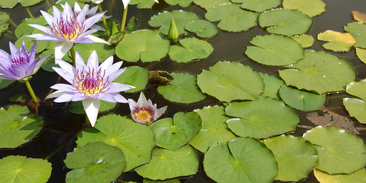 nymphaea-1.jpg