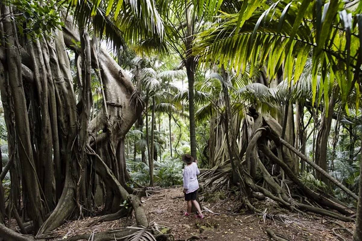 turist-alinmayan-lord-howe-adasi-nerede-neden-turist-giremiyor-4.jpg