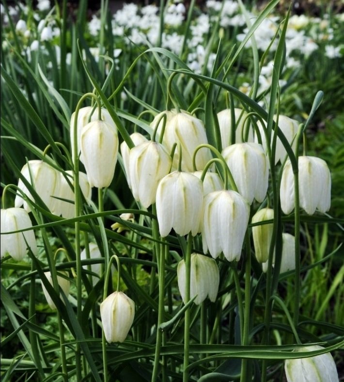 fritillaria-alba-beyaz-ters-lale-sogani.jpg