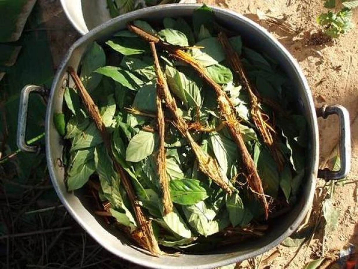 ayahuasca-cayi-2.webp