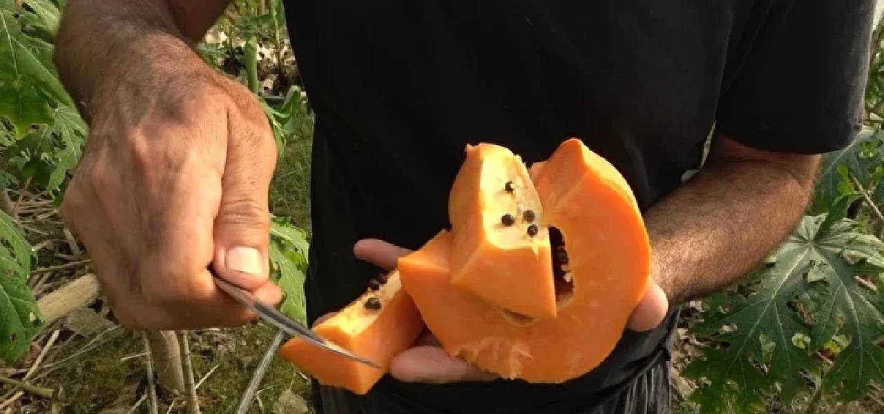 papaya-3.jpg