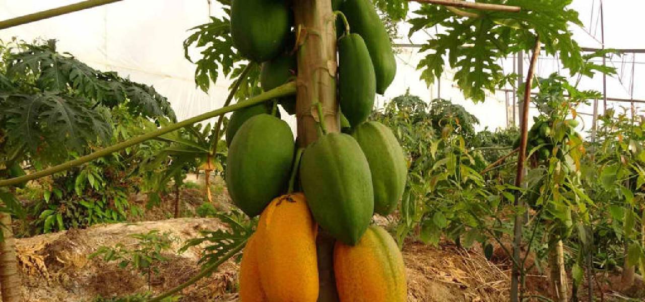 papaya-4.jpg