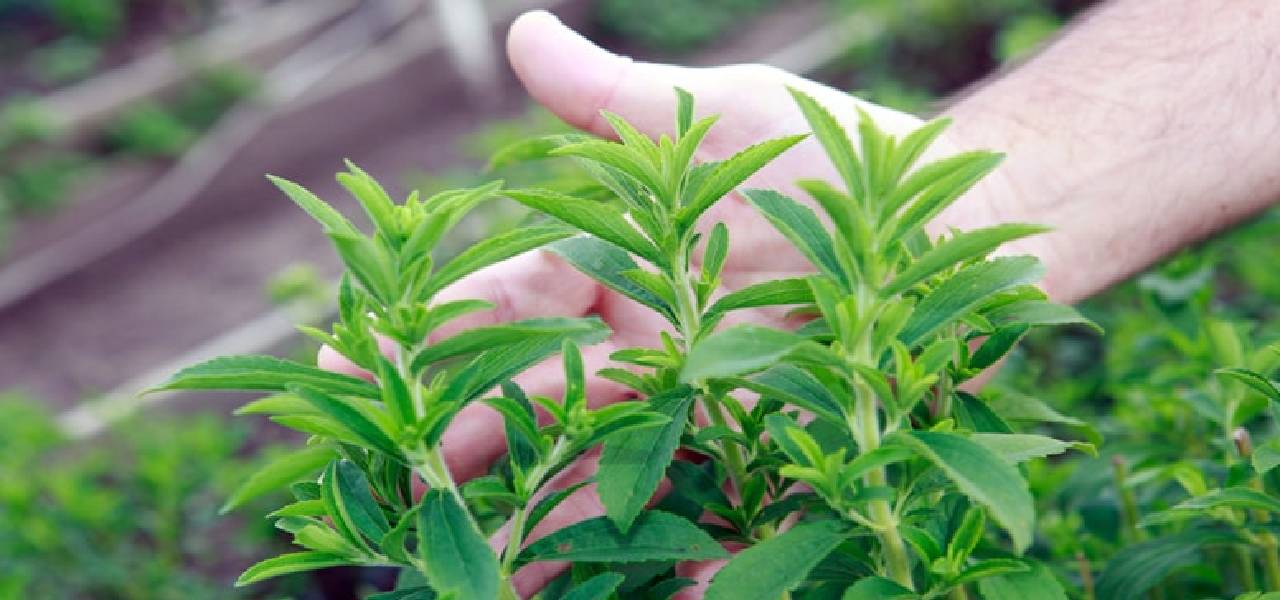 stevia-yetistirmek-1.jpg