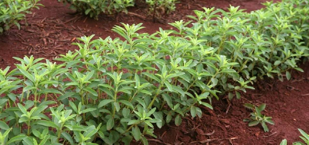 stevia-yetistirmek.jpg