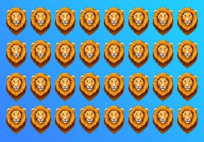 aslan-test-1.jpg