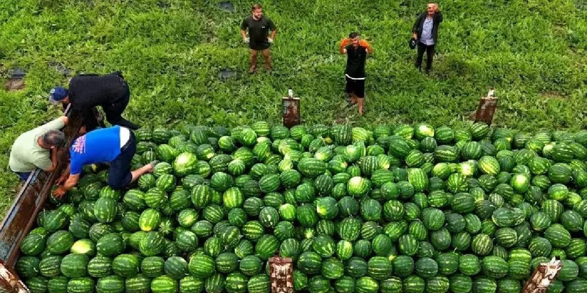 adana-karpuzu-hasadi-basladi-2.jpg
