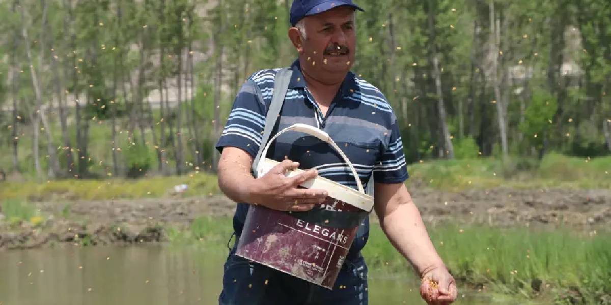 cankirida-sarikilcik-celtigi-2.jpg