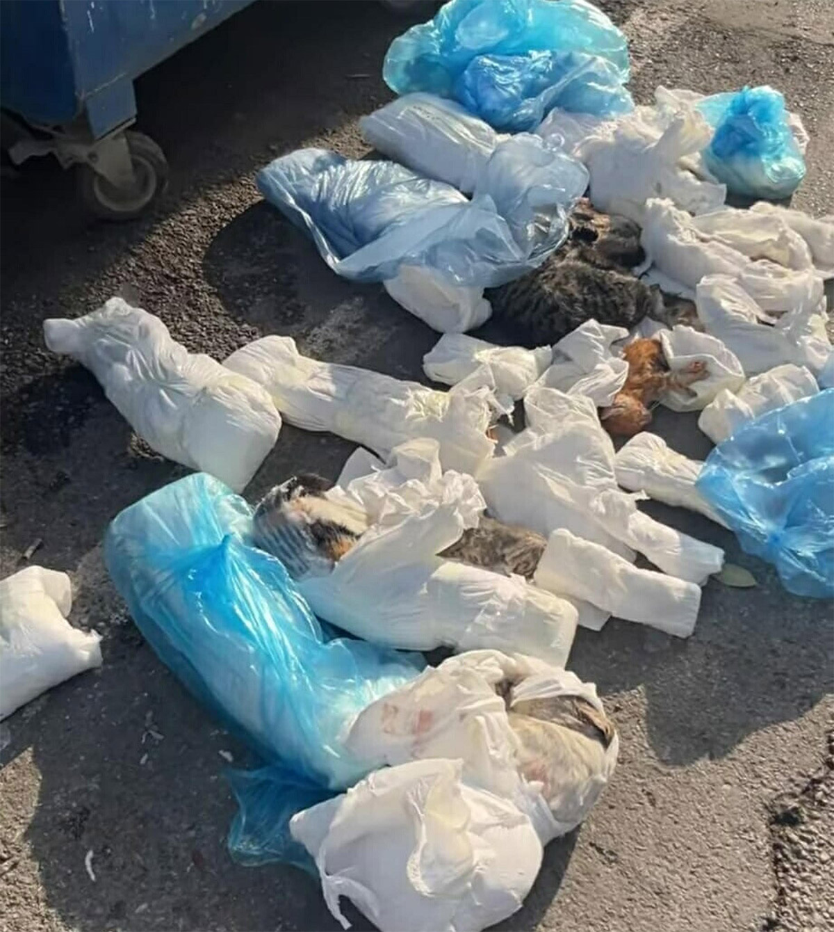 kbasliksiz-3.jpg