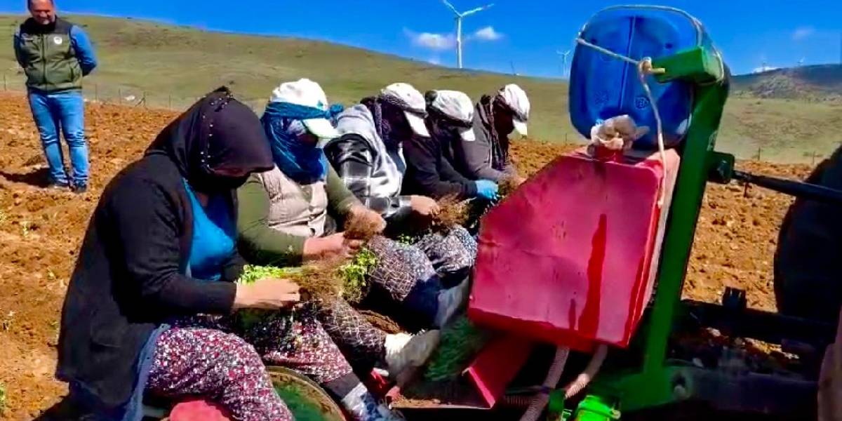 afyonkarahisarda-atil-arazilere-kekik-ekimi-1.jpg