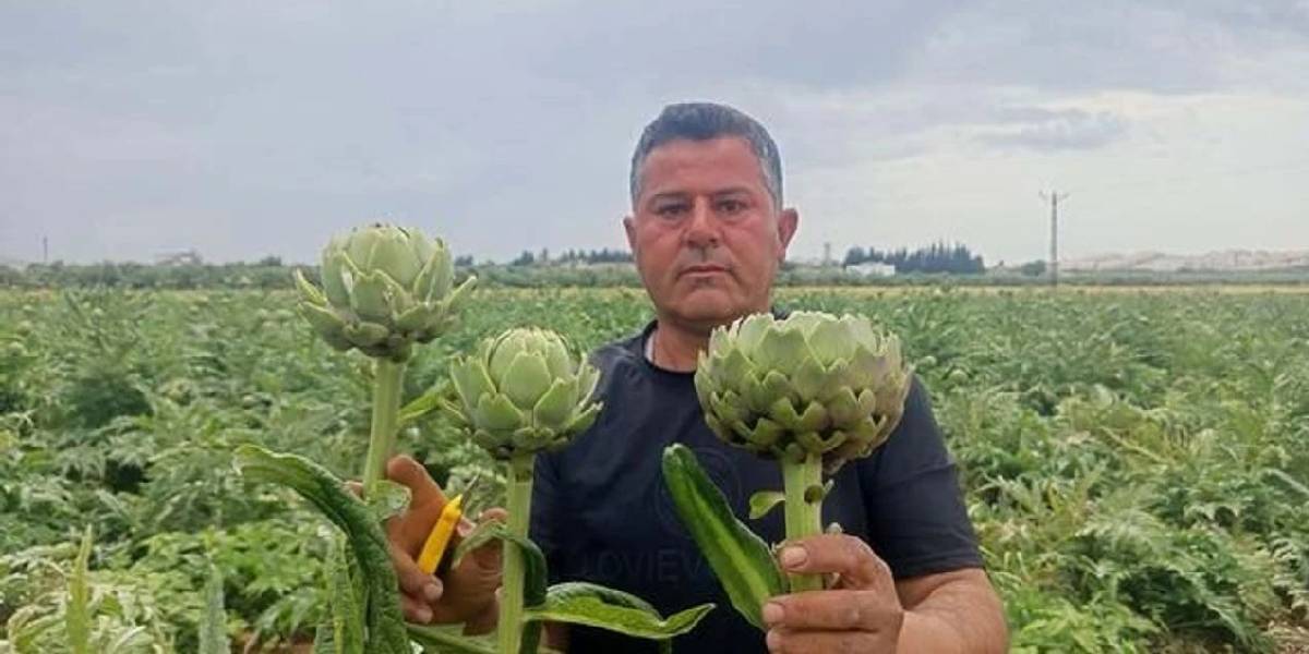 hatayda-enginar-yetistiren-2.jpg