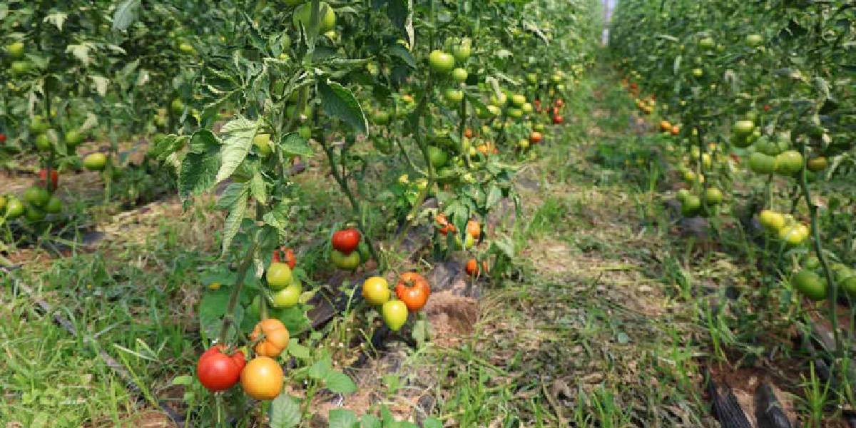 aydinda-dangalak-domatesi-hasadi-3.jpg