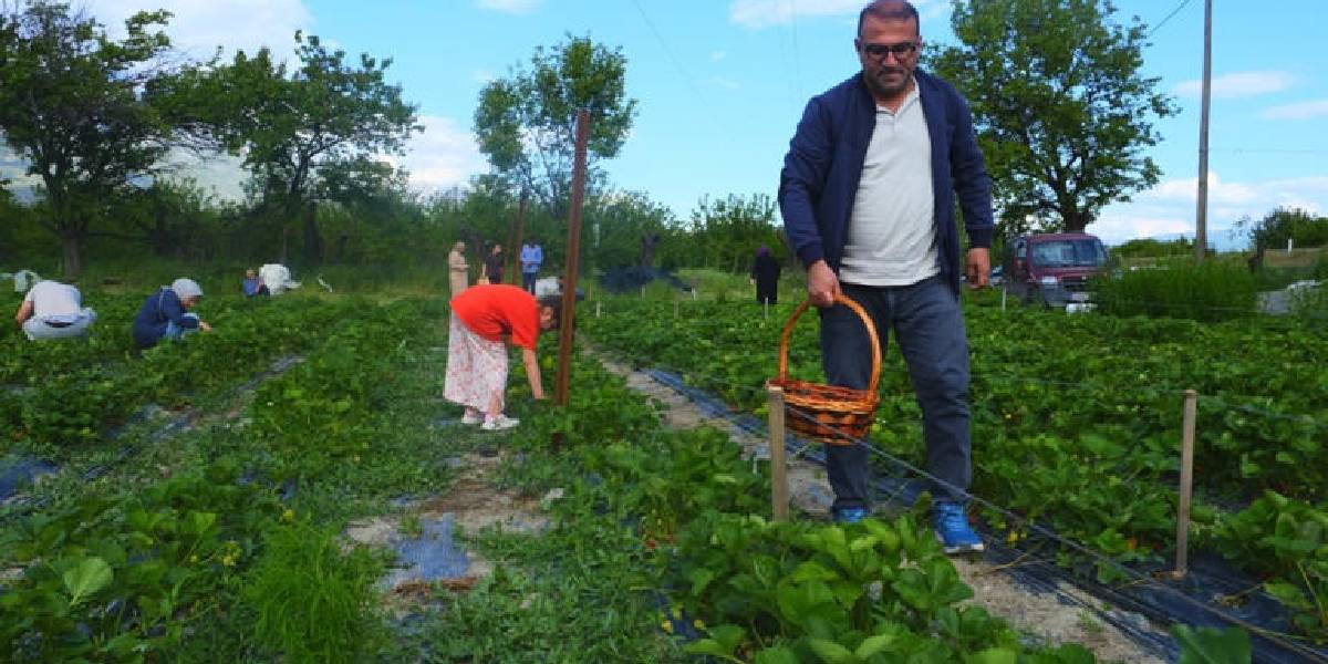 erzincan-cilek-tarlasi-konsepti-2.jpg