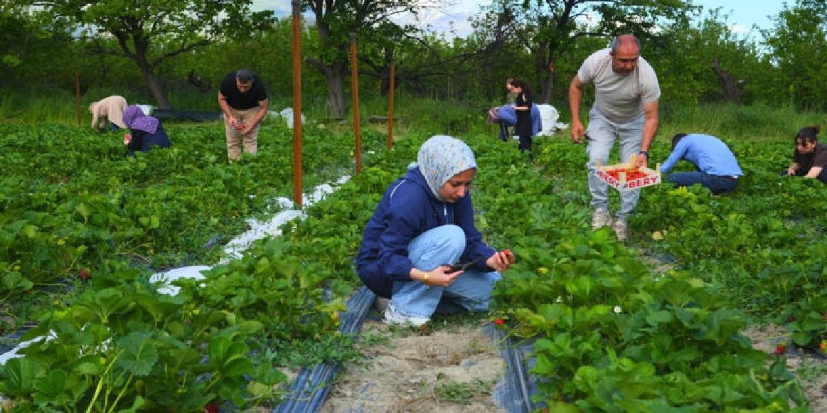 erzincan-cilek-tarlasi-konsepti-3.jpg